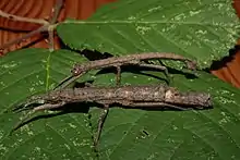 Pair of an undescribed species, called Orestes sp. 'Andaman'