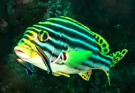 Image 19A brilliantly-coloured oriental sweetlips fish (Plectorhinchus vittatus) waits while two boldly-patterned cleaner wrasse (Labroides dimidiatus) pick parasites from its skin. The spotted tail and fin pattern of the sweetlips signals sexual maturity; the behaviour and pattern of the cleaner fish signal their availability for cleaning service, rather than as prey (from Animal coloration)