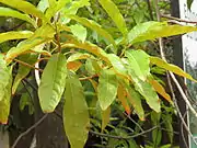 Rudraksha tree leaves