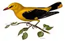 Eurasian golden oriole  by Magnus von Wright