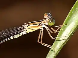 Oristicta filicicola detail of head and synthorax , Cairns