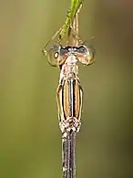 Dorsal view of head and synthorax