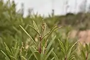 A nascent inflorescence with leaves