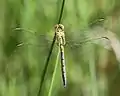 Immature male