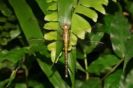 Orthetrum luzonicum female