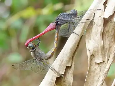 Orthetrum pruinosum mating pair