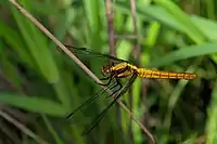 O. t. triangulare, female