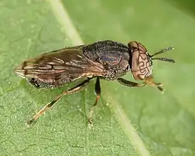 Lateral view