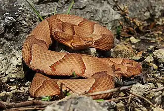 Eastern copperhead (Agkistrodon contortrix) Jefferson Co., Missouri (5 April 2015: 67 °F) were previously classified as "Osage copperhead" (Agkistrodon contortrix phaeogaster).