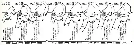 Skeleton of a mammoth with long, curved tusks