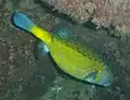 Boxfish also accumulate tetrodotoxin and are poisonous to eat. This is the Yellow boxfish, Ostracion cubicus which is widespread in the Red Sea.