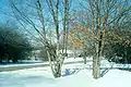 Two trees in winter with some dried leaves still hanging on their branches (marcescence)