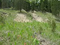 Dolomite barren in the Outer Bluegrass, Kentucky