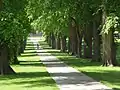 Alley of American elms, some from 1881, lining the central walk through The Oval on the campus of Colorado State University, Fort Collins (May 2004).