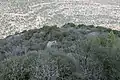 Brushwood growing atop Tur Shimon