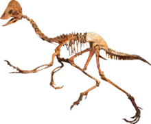 Anzu wyliei skeleton cast