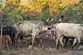 Oxen coming home after grazing