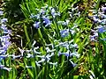 Wild-type Hyacinthus orientalis in cultivation