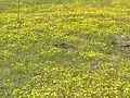 Swartland Shale Renosterveld in flower, at Tienie Versveld Reserve near the town of Darling.