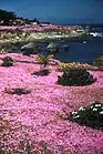 South African Drosanthemum floribundum bloom late spring between Lovers Point and the Point Pinos Lighthouse