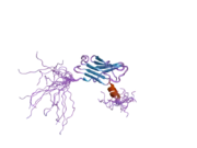 1x5m: Solution structure of the core domain of calcyclin binding protein; siah-interacting protein (SIP)