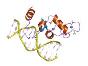 2a66: Human Liver Receptor Homologue DNA-Binding Domain (hLRH-1 DBD) in Complex with dsDNA from the hCYP7A1 Promoter