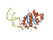 2ann: Crystal structure (I) of Nova-1 KH1/KH2 domain tandem with 25 nt RNA hairpin