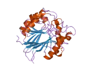 2bq8: CRYSTAL STRUCTURE OF HUMAN PURPLE ACID PHOSPHATASE WITH AN INHIBITORY CONFORMATION OF THE REPRESSION LOOP