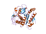 2cy7: The crystal structure of human Atg4B