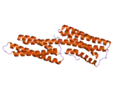 2gww: Human vinculin (head domain, Vh1, residues 1-258) in complex with Shigella's IpaA vinculin binding site (residues 602-633)