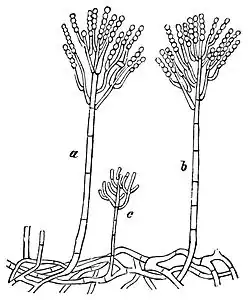 Penicillium