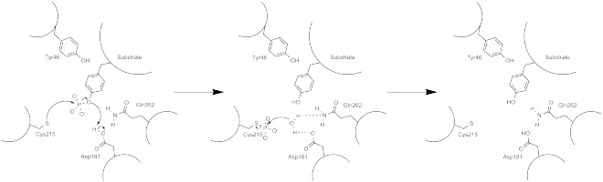 Arrow pushing mechanism of PTP1B phosphatase activity.