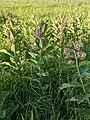 Asclepias syriaca Common milkweed. Restoration Trail - Camden State Park, MN. 20210630.