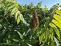 Rhus glabra           Smooth sumac. Restoration Trail - Camden State Park, MN. 20210630.