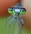 Male face; Kamberg