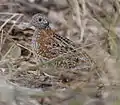 Painted buttonquail (Turnix varia)