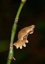 Pupa