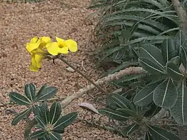 Inflorescence of P. rosulatum in the Conservatoire botanique national de Brest, France