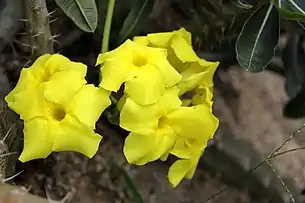 P. rosulatum in SCBG, from Flower View