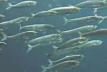 These schooling Pacific sardines are forage fish.