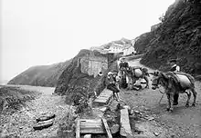 Pack donkeys, Devon, England, c. 1906