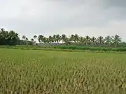 Paddy Fields