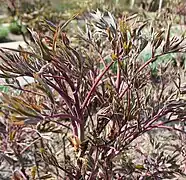 young growth of a tree peony