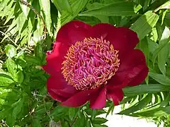 Paeonia 'Walter Mains', Japanese flowered