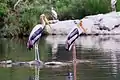 Painted storks