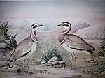 ZSI Library collection:Painting of Jerdon's Courser (Rhinoptilus bitorquatus) by ZSI artist