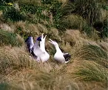 Pair on Campbell Island