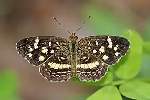 A. f. tulcis, or A. tulcis, male, Panama