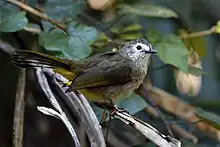 Photo of a grey-brown colored bird with yellow undertail feathers and patches of white on its face