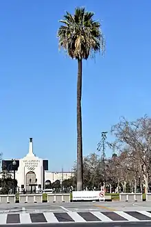 Historic fan palm (first known transplanting late 1850s) in Exposition Park, Los Angeles, California, USA